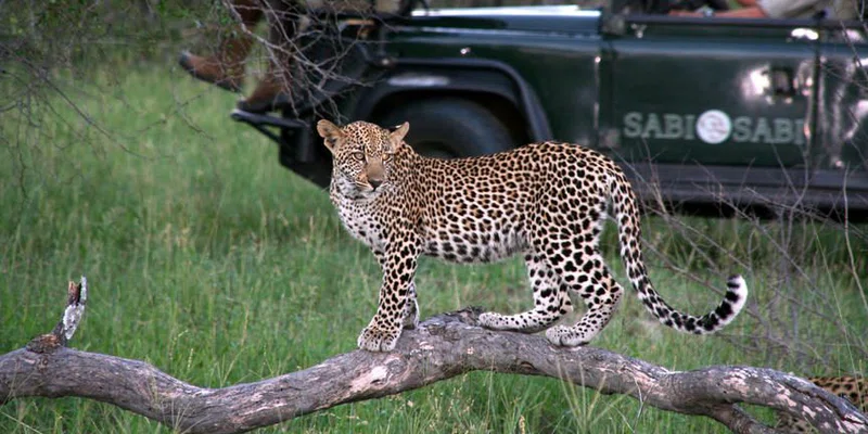 Sabi Sand Game Reserve 4