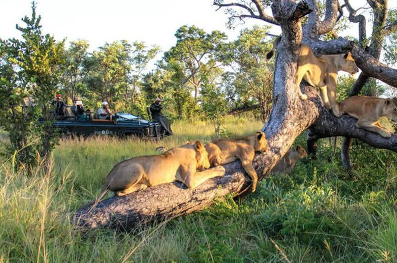 Sabi Sand Game Reserve 2