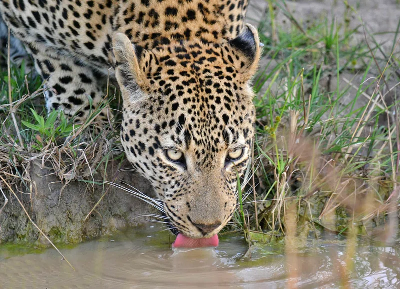 Sabi Sand Game Reserve 5