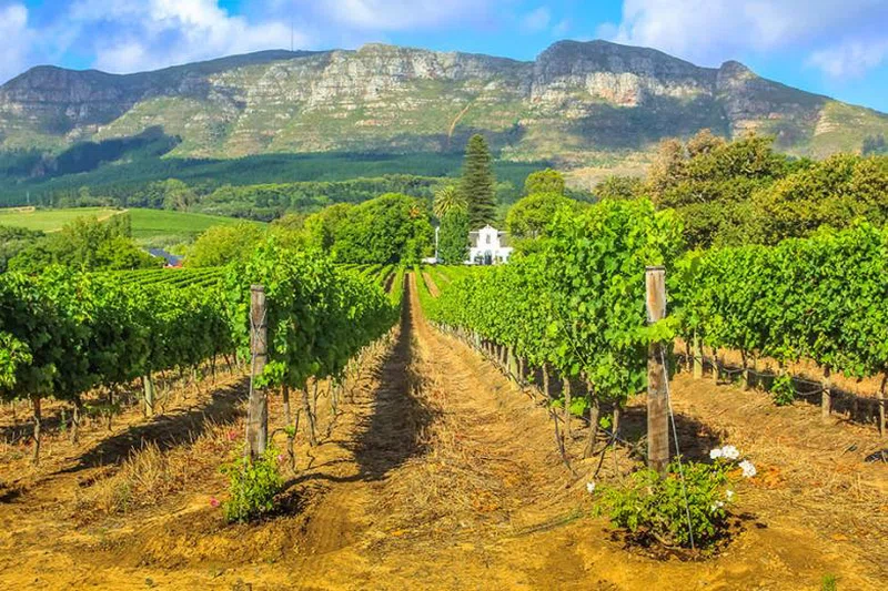 Winelands 3