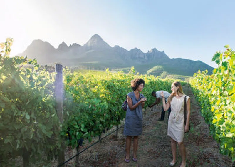 Cape Winelands 4