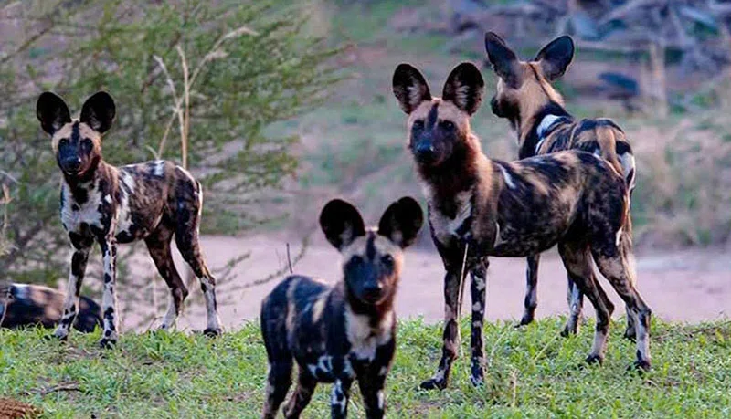Northern Serengeti National Park 5