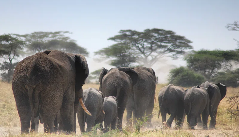 Northern Serengeti National Park 3