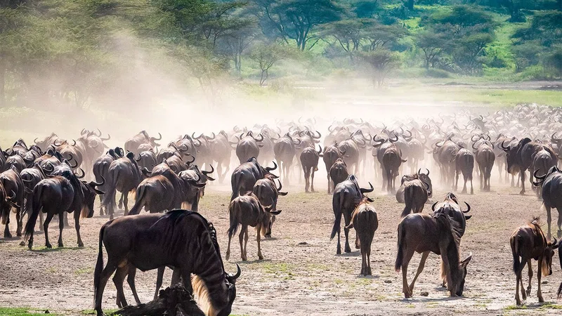 Northern Serengeti National Park 2
