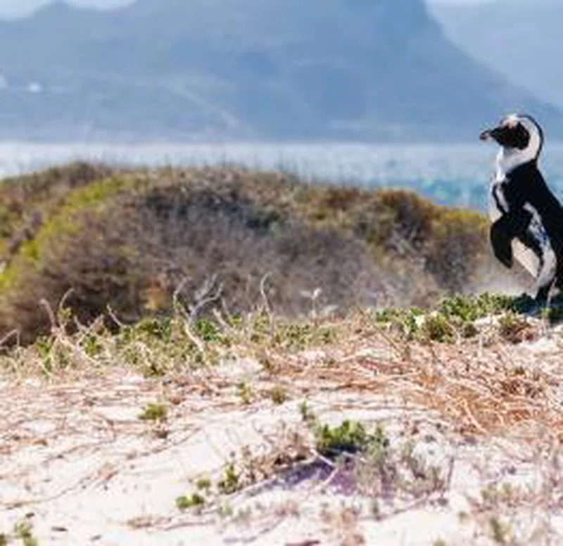 Cape Peninsula 2