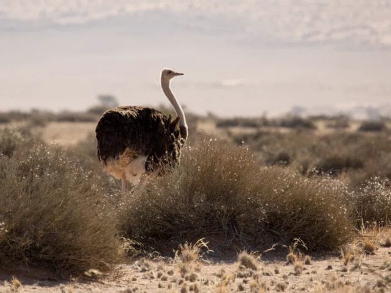 Namib Desert 2