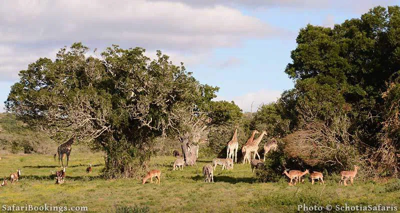 Elephant Sands Game Reserve 4