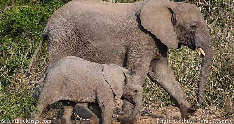 Elephant Sands Game Reserve 3