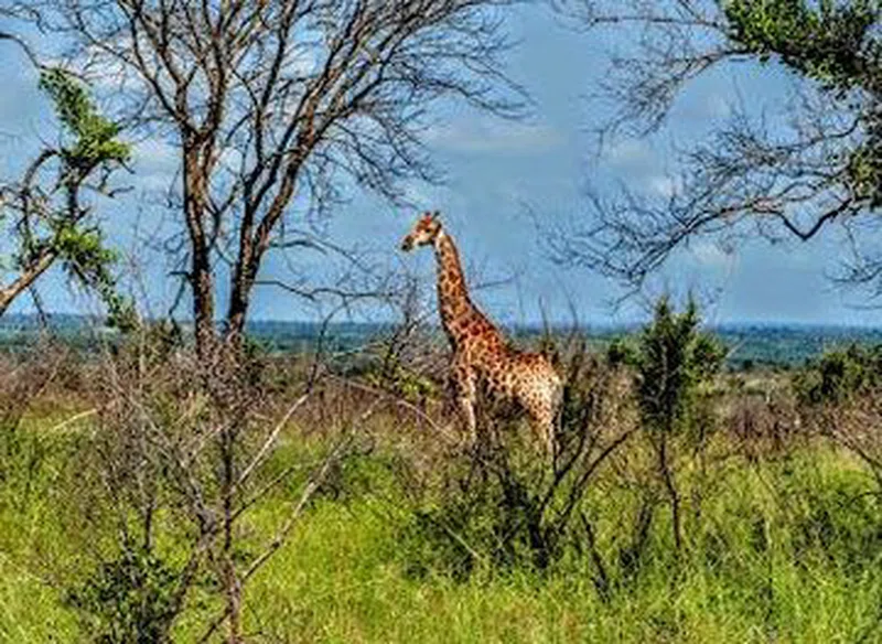 Nelspruit 2