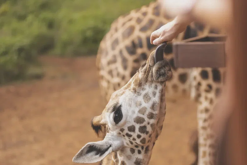 Giraffe Manor 2