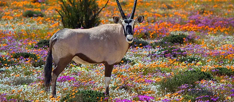 Springbok 5