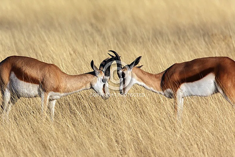 Springbok 2