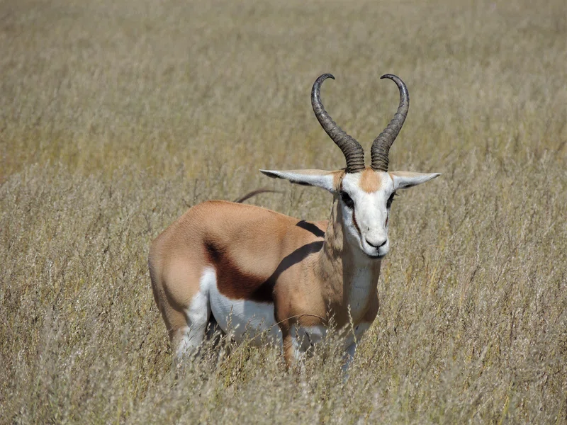 Springbok 3