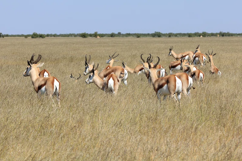 Springbok 4