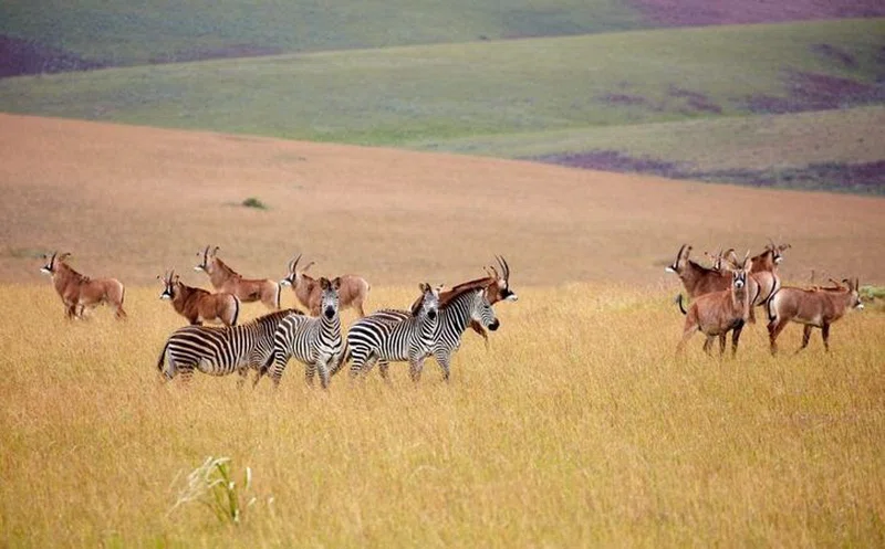 Nyika National Park 4