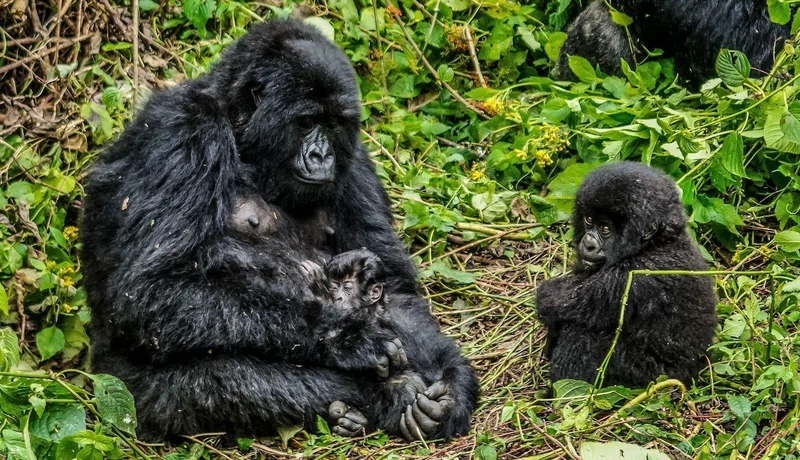 Virunga Mountains
