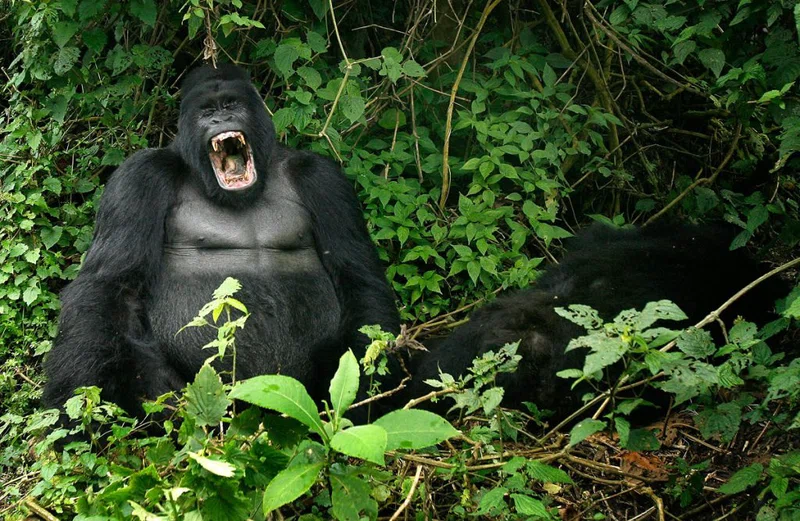 Virunga Mountains 5