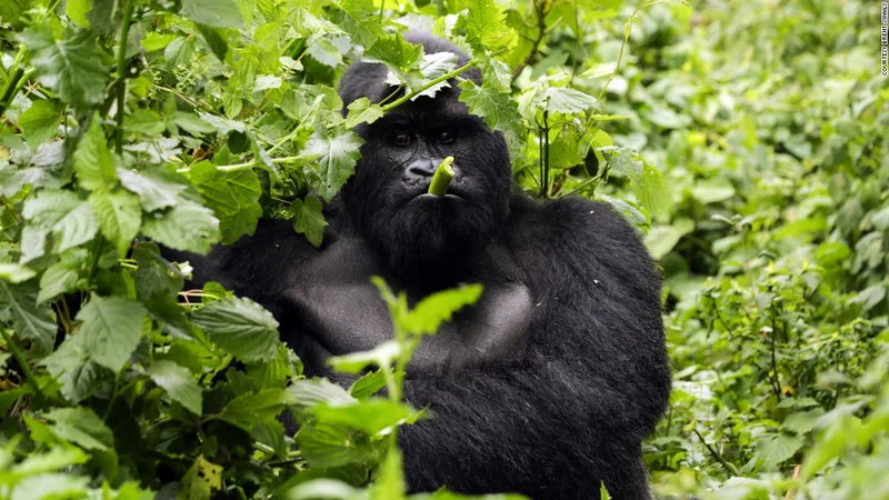 Virunga Mountains 2