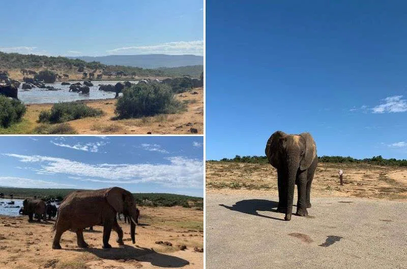 Elephant Coast Route