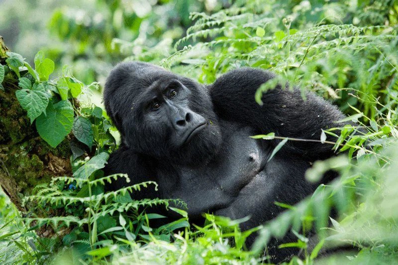 Kabale Region 4