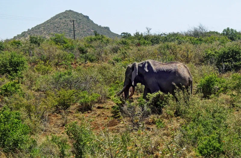 Marsabit National Park 4