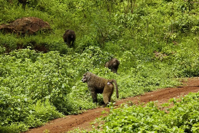 Marsabit National Park 3