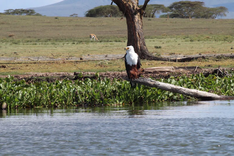 Naivasha 3
