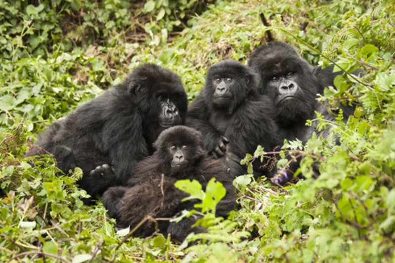 Songo Songo Islands 2