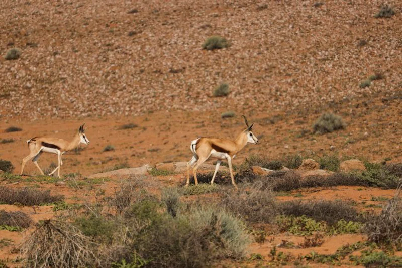 Namaqualand 5