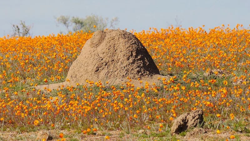 Namaqualand 3
