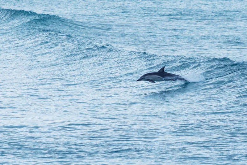 Dolphin Coast 2