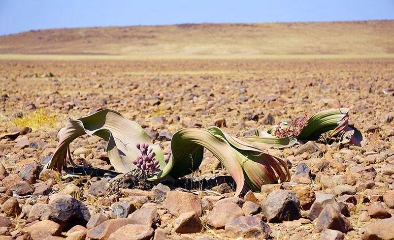 Welwitschia Trail 4