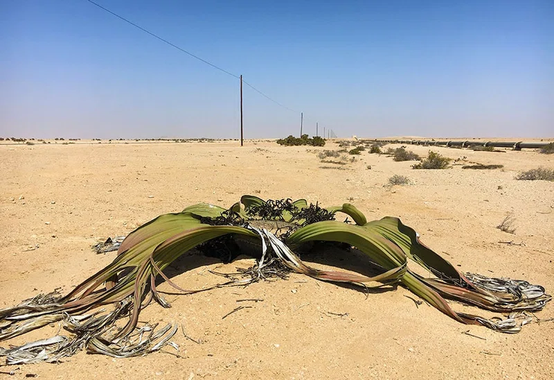 Welwitschia Trail 3