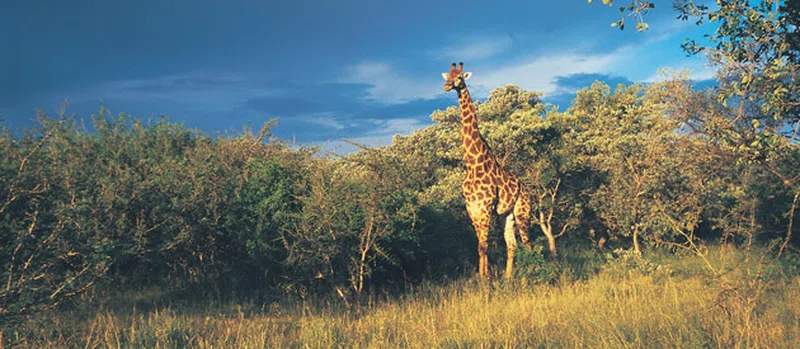 Magoebaskloof 3
