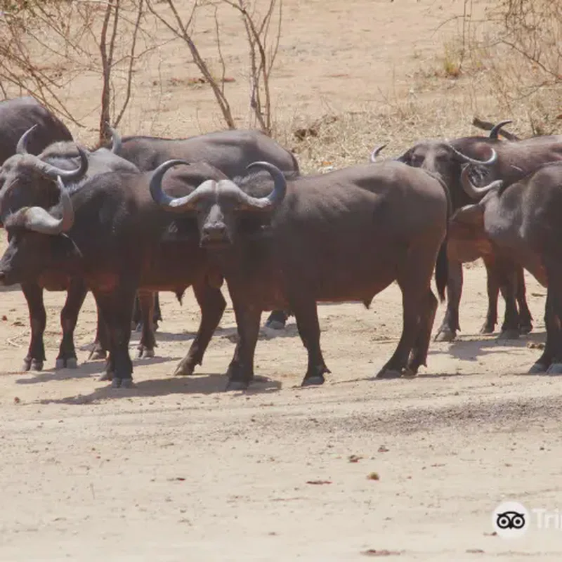 Chirundu 3