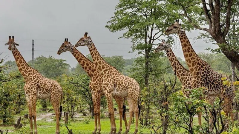 Pietermaritzburg 4