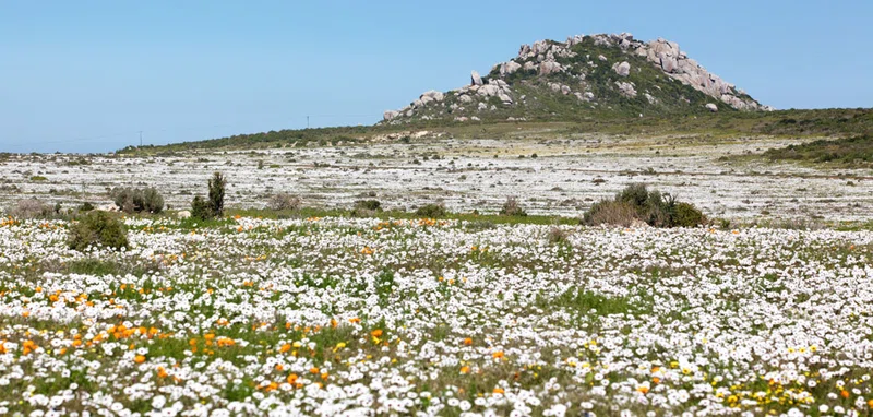 Elands Bay 2