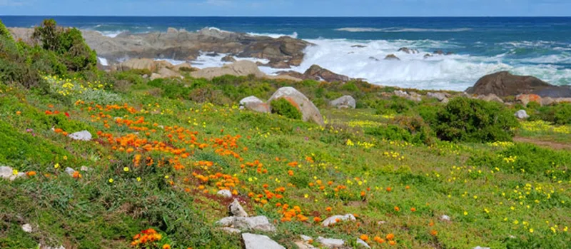 Elands Bay 4