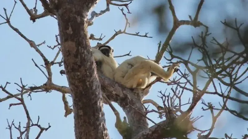Kirindy Mitea National Park 3