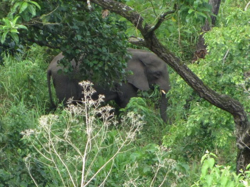 Chebera-Churchura National Park 2