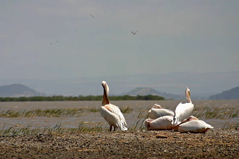 Lake Ziway 5