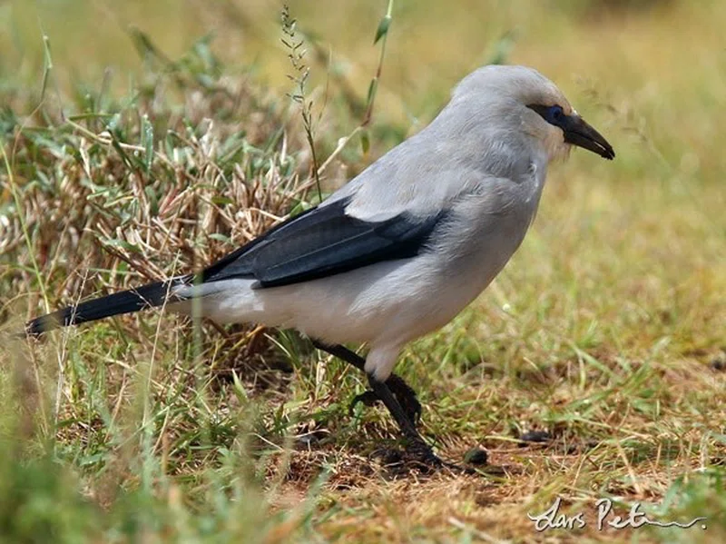 Yabello Wildlife Sanctuary 4