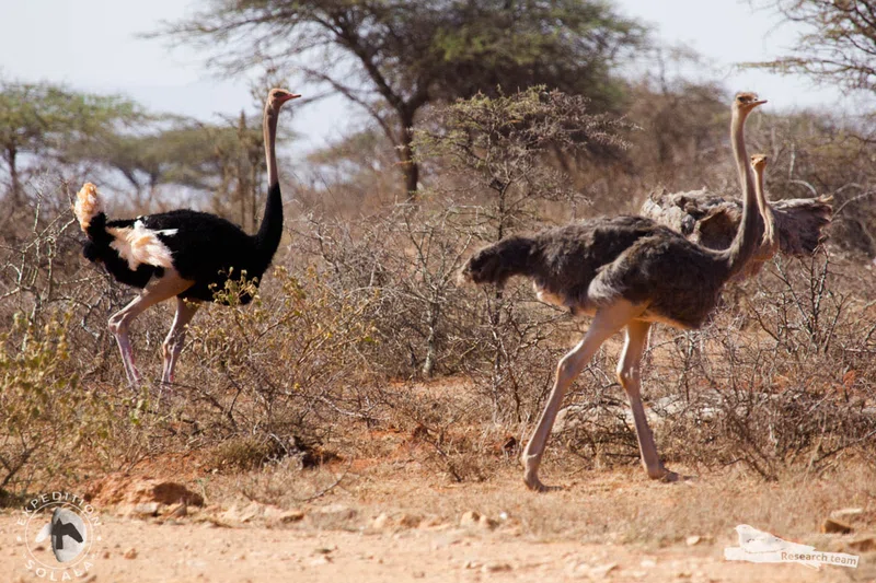 Yabello Wildlife Sanctuary 3