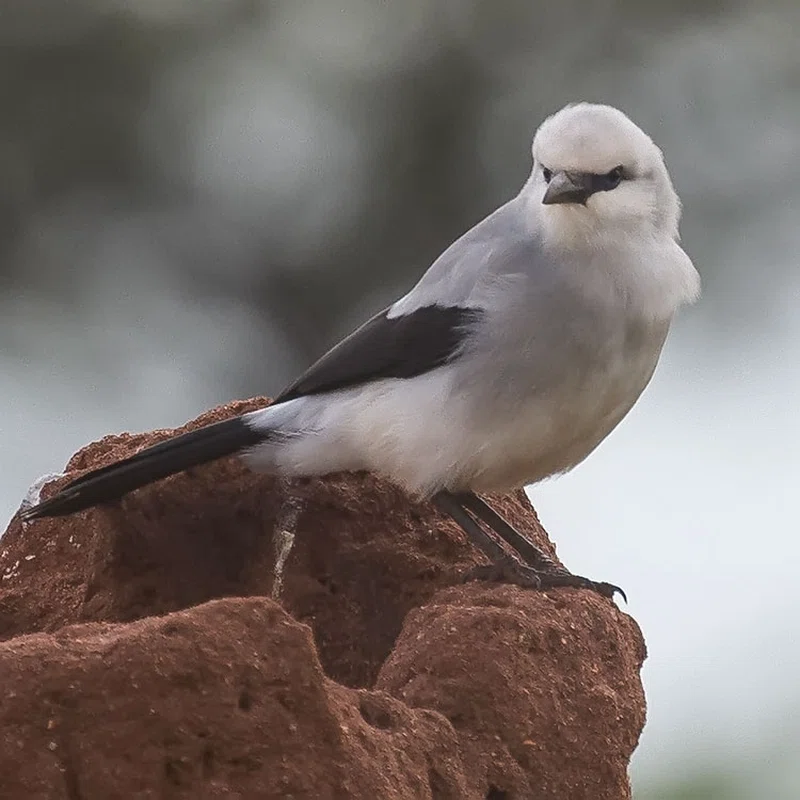 Yabello Wildlife Sanctuary 5