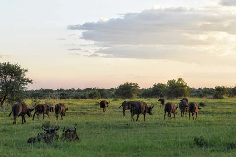 Venda Region 2