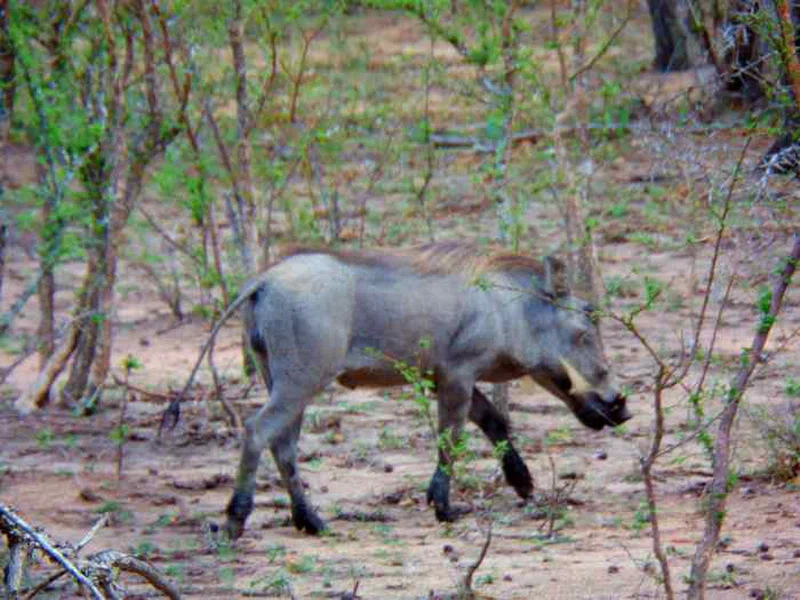 Phelwana Game Lodge 4