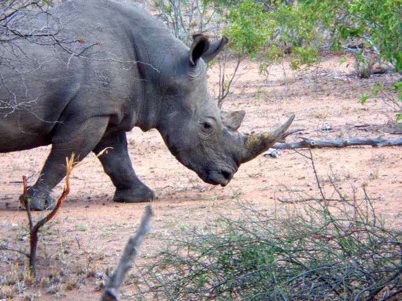 Phelwana Game Lodge 5