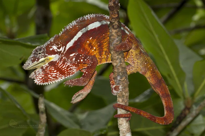 Maroantsetra 4