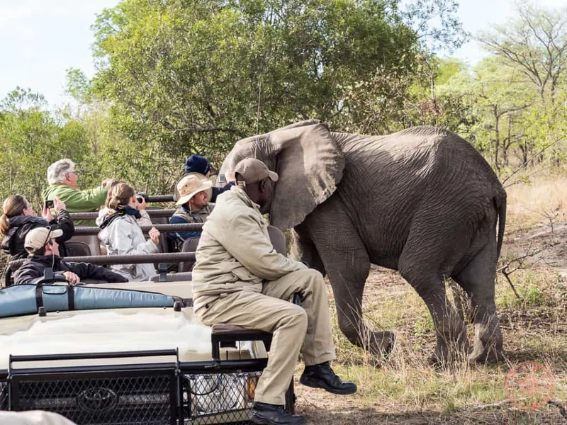 Elephant Plains Private Game Reserve 4