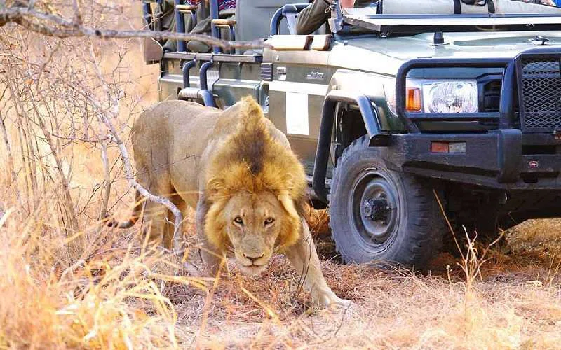 Simbambili Game Reserve 4
